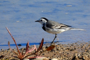 Lavandera blanca, Motacilla alba. White wagtail.